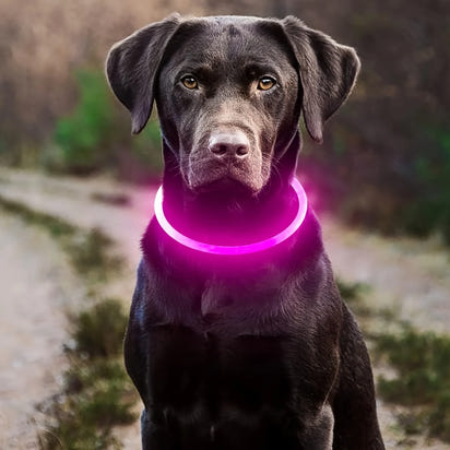 Luminous LED Safety Dog Collar™.