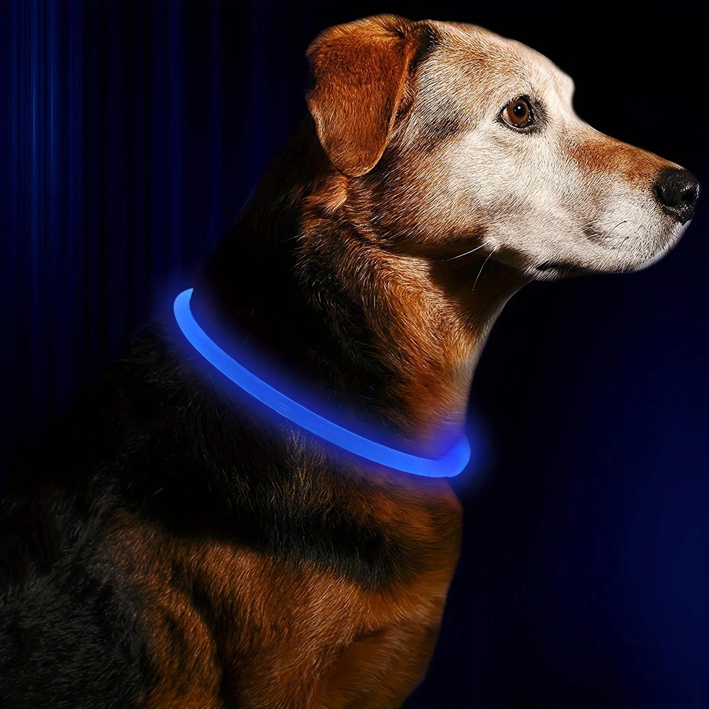 Luminous LED Safety Dog Collar™.
